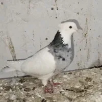 طوقی ماده .|پرنده|داران, |دیوار