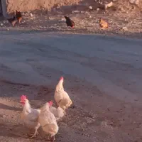 فروش ۱۰عددمرغ|حیوانات مزرعه|کلیائی, |دیوار