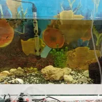 آکواریوم|ماهی|رفسنجان, |دیوار