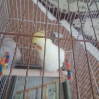 هلندی|پرنده|شیراز, حومه شیراز|دیوار