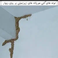 سم پاشی ۱۰۰%تضمینی ریشه کنی موریانه سمپاشی اصولی|خدمات نظافت|اصفهان, شهرک کاوه|دیوار
