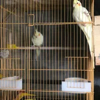 جفت عروس هلندی لوتینو مولد|پرنده|محمودآباد, |دیوار