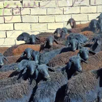 توخلی ماده قره قزل موقعیت زنجان|حیوانات مزرعه|بروجرد, |دیوار