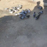 کفتر سبز آلمانی|پرنده|جوین, |دیوار