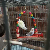 مولد طوطی برزیلی|پرنده|بومهن, |دیوار