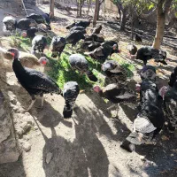 بوقلمون 30 عدد