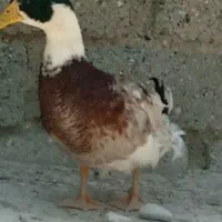 اردک