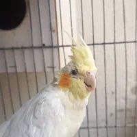 عروس هلندی|پرنده|پرند, فاز ۴|دیوار