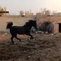 اسب کرد|اسب و تجهیزات اسب‌سواری|تبریز, |دیوار