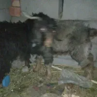 دو تا کهره نر چاق