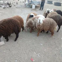 بره .گوسفند