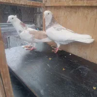 کفتر کفتر بازی|پرنده|ری, علایین|دیوار