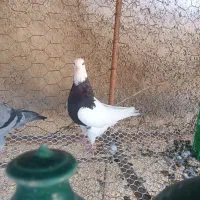 طوقی ماده|پرنده|سیروان, |دیوار