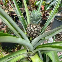 فروش ویژه انواع گل و گیاه در گلخانه یوکا