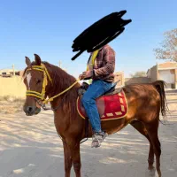 اسب نریون عرب