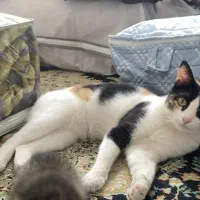 گربه گمشده|حیوانات|شیراز, کرونی(خاتونک)|دیوار