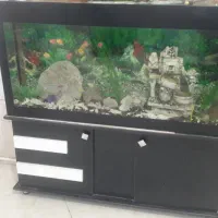 اکواریوم