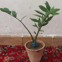 گل طبیعی|گل و گیاه طبیعی|سیرجان, |دیوار