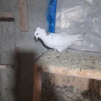 کبوترطوقی ابلغ ماده ۴۰۰|پرنده|هشتگرد, گلسار|دیوار