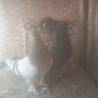 کفتر قلاق وترکیه ای سرور