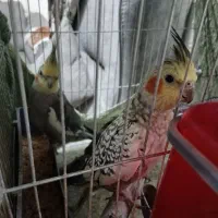 یک جفت عروس هلندی نر و ماده