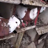 طوقی و شیخی