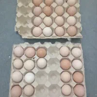 تخم مرغ نطفه دار  محلی .گردن لخت .مرندی .