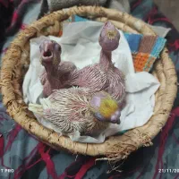 جوجه عروس لوتینو ۳عدد فوری|پرنده|مشهد, کوی المهدی|دیوار