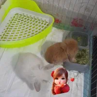 دو عدد خرگوش لپی قهوه ای و سفید نر و ماده