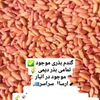 گندم بذری دیمی  سرداری  صدرا  باران  واران