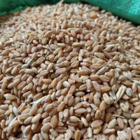 گندم ارزن جو کنسانتره دانه پارس