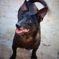 سگ نر پاکوتاه|سگ|زاهدان, |دیوار