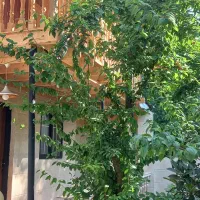 اجاره خانه ویلایی