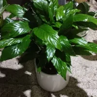 گل طبیعی|گل و گیاه طبیعی|نیشابور, گنبد سبز|دیوار