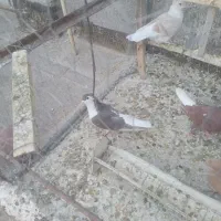 چندتا رنگه ماده|پرنده|تربت‌حیدریه, اندیشه|دیوار