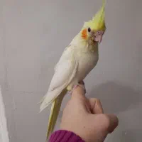 جوجه عروس هلندی|پرنده|دزفول, |دیوار