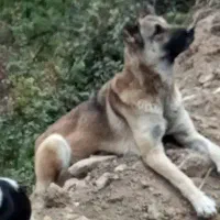 سگ ماده سرابی|سگ|علی‌آباد کتول, |دیوار