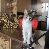 واگذاری رایگان بچه گربه