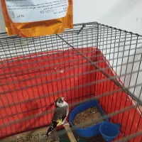 معاوضه سهره با قناری