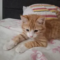 واگذاری گربه نارنجی دو ماهه