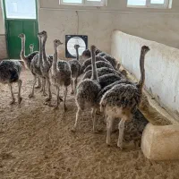 پذیرش سرمایه گذار در صنعت شترمرغ|استخدام مالی، حسابداری، حقوقی|تبریز, |دیوار