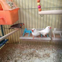 فنچ|پرنده|شیراز, وصال|دیوار