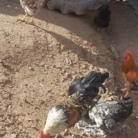 خروس محلی|حیوانات مزرعه|افشار, |دیوار