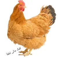 حیوانات