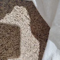 فروش جو بذری