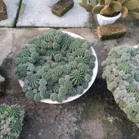 گل کاکتوس|گل و گیاه طبیعی|ماسال, |دیوار