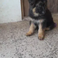 ژرمن شپرد شولاین|سگ|رشت, گلسار|دیوار