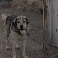 سگ نگهبان