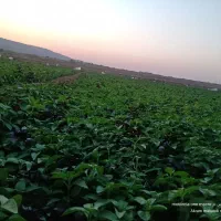 فروش ۱۵ هکتار در جمکران|فروش دفتر صنعتی، کشاورزی، تجاری|قم, جمکران|دیوار