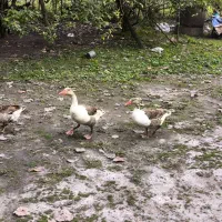 غاز تخم گزار|حیوانات مزرعه|آستانه اشرفیه, |دیوار